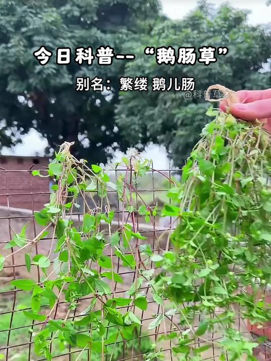 鹅肠草 它的用途真不少,你知道它有哪些妙用吗