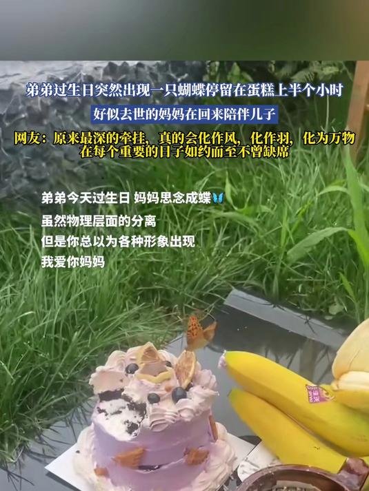 弟弟过生日,突然出现一只蝴蝶停留在蛋糕上半个小时