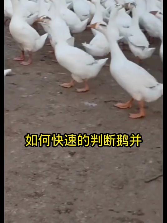 如何快速的判断鹅病