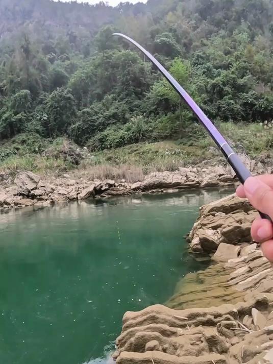 石鲮鱼很多人没见过的鱼种