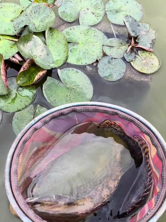 我的楼顶鱼池变成真正的生态鱼池了！