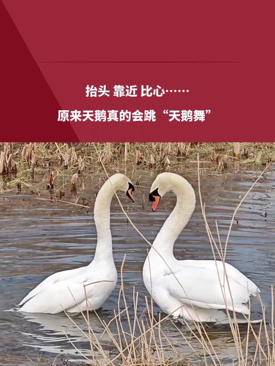 抬头、靠近、比心……原来天鹅真的会跳“天鹅舞”