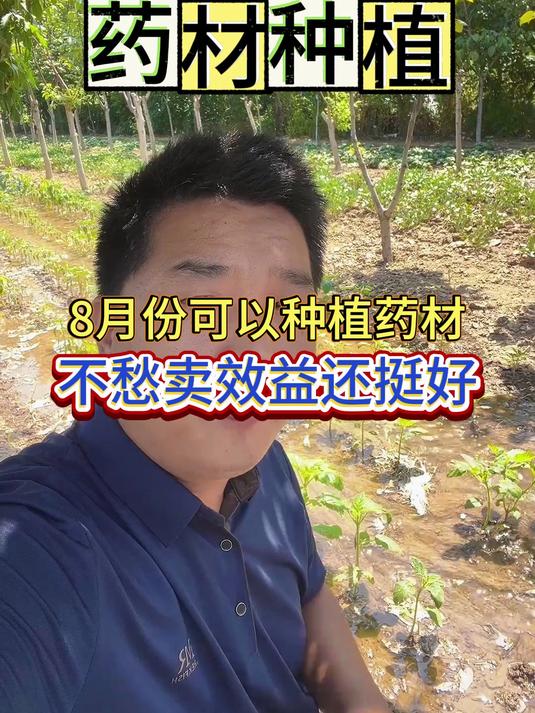8月份可以种植的药材品种