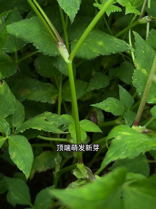 水芹菜又叫野芹菜，是一种具有多种功效与作用的蔬菜