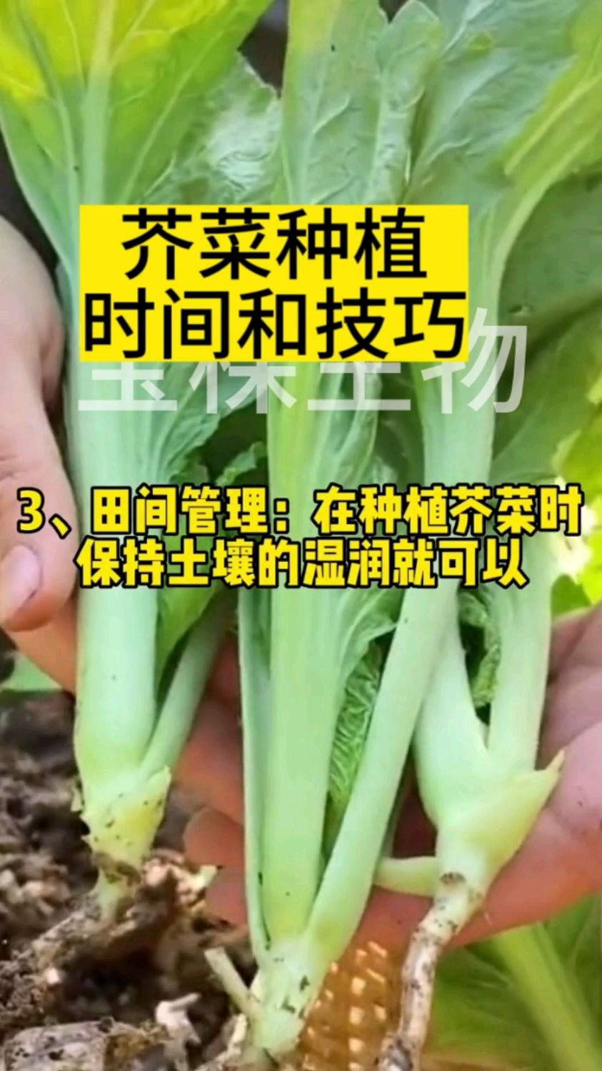 芥菜种植时间和技巧