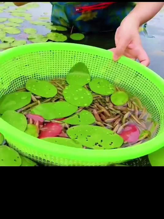 莼菜也叫马蹄菜,有着水中碧螺春之称的美誉
