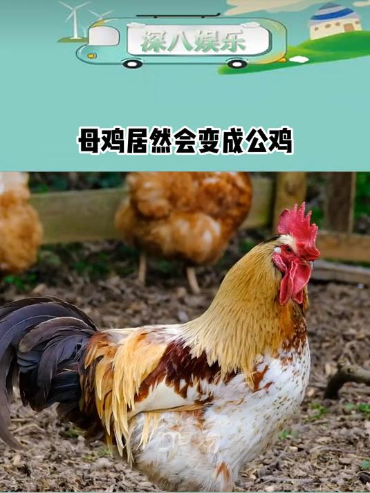母鸡居然会变成公鸡