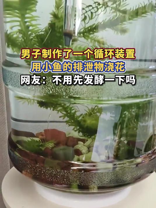 男子制作了一个循环装置,用小鱼的排泄物浇花,网友:不用先发酵一下吗