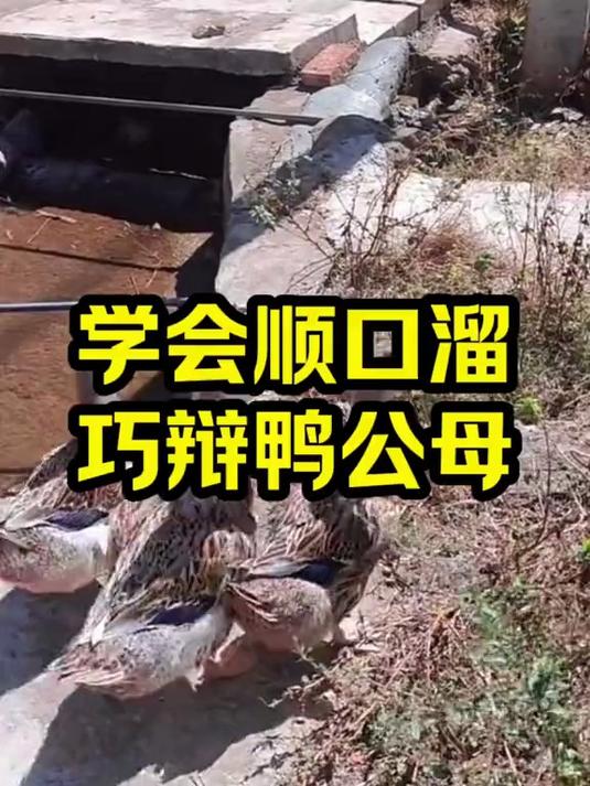 学会顺口溜 巧辩鸭公母