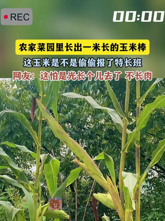 农家菜园里长出一米长的玉米棒，这玉米是不是偷偷报了特长班，网友：这怕是光长个儿去了 不长肉