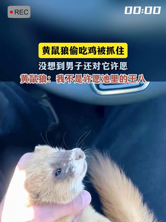 黄鼠狼偷吃鸡被抓住,没想到男子还对它许愿,黄鼠狼:我不是许愿池里的王八