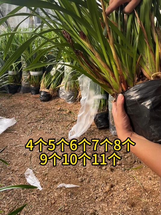 挑了一批兰花到货啦,正在直播,来看看,给你们炸福利啦~