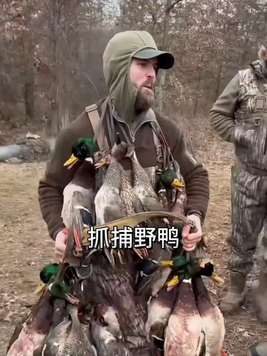 这是你从未见过的捕猎野鸭场面,半天不到便抓到了上百只野鸭