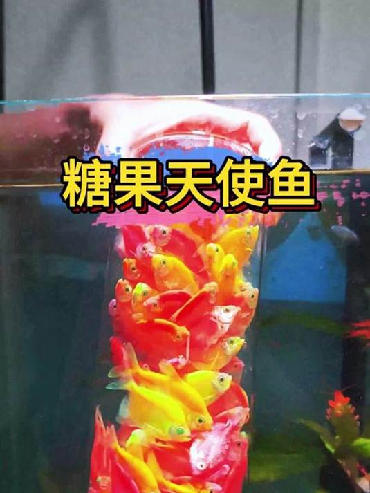 新手养鱼缸,糖果色荧光天使鱼为啥必养?