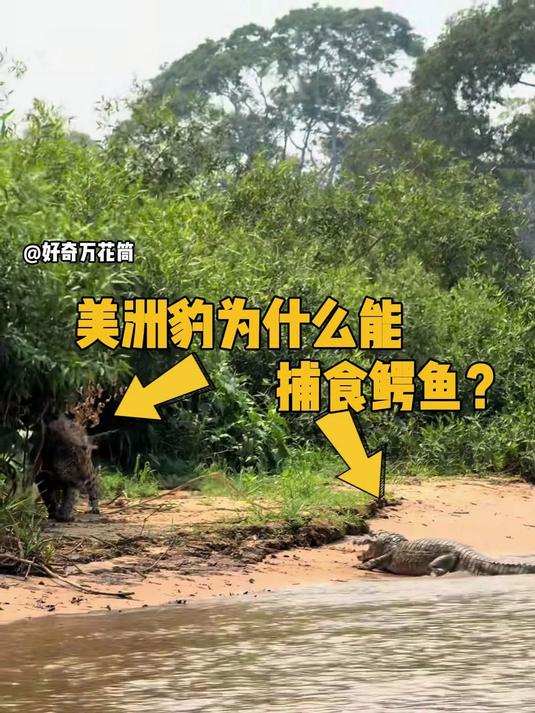 美洲豹为什么能捕食鳄鱼?