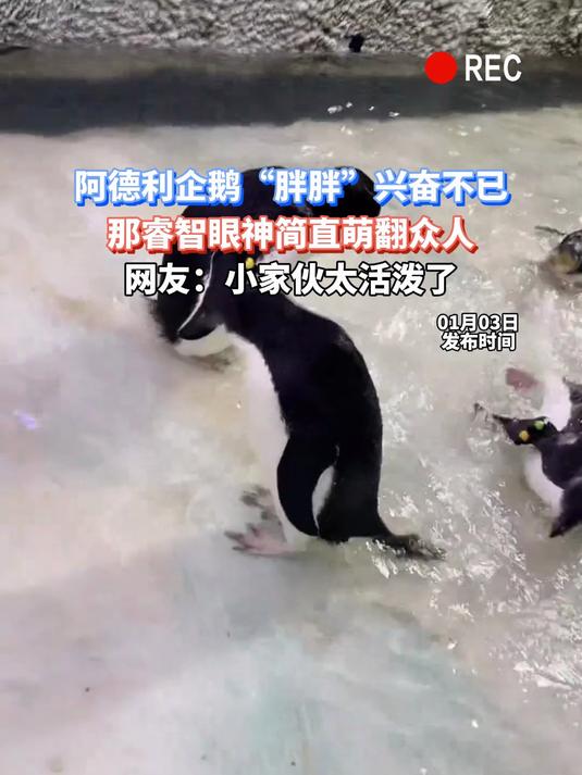 阿德利企鹅“胖胖”兴奋不已,那睿智眼神简直萌翻众人,网友:小家伙太活泼了