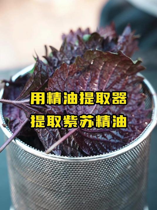 自己在家也可以制作紫苏精油,诺泽精油提取器轻松提取紫苏 精油