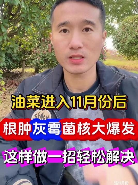 油菜根肿病灰霉病菌核病大爆发这样做轻松解决