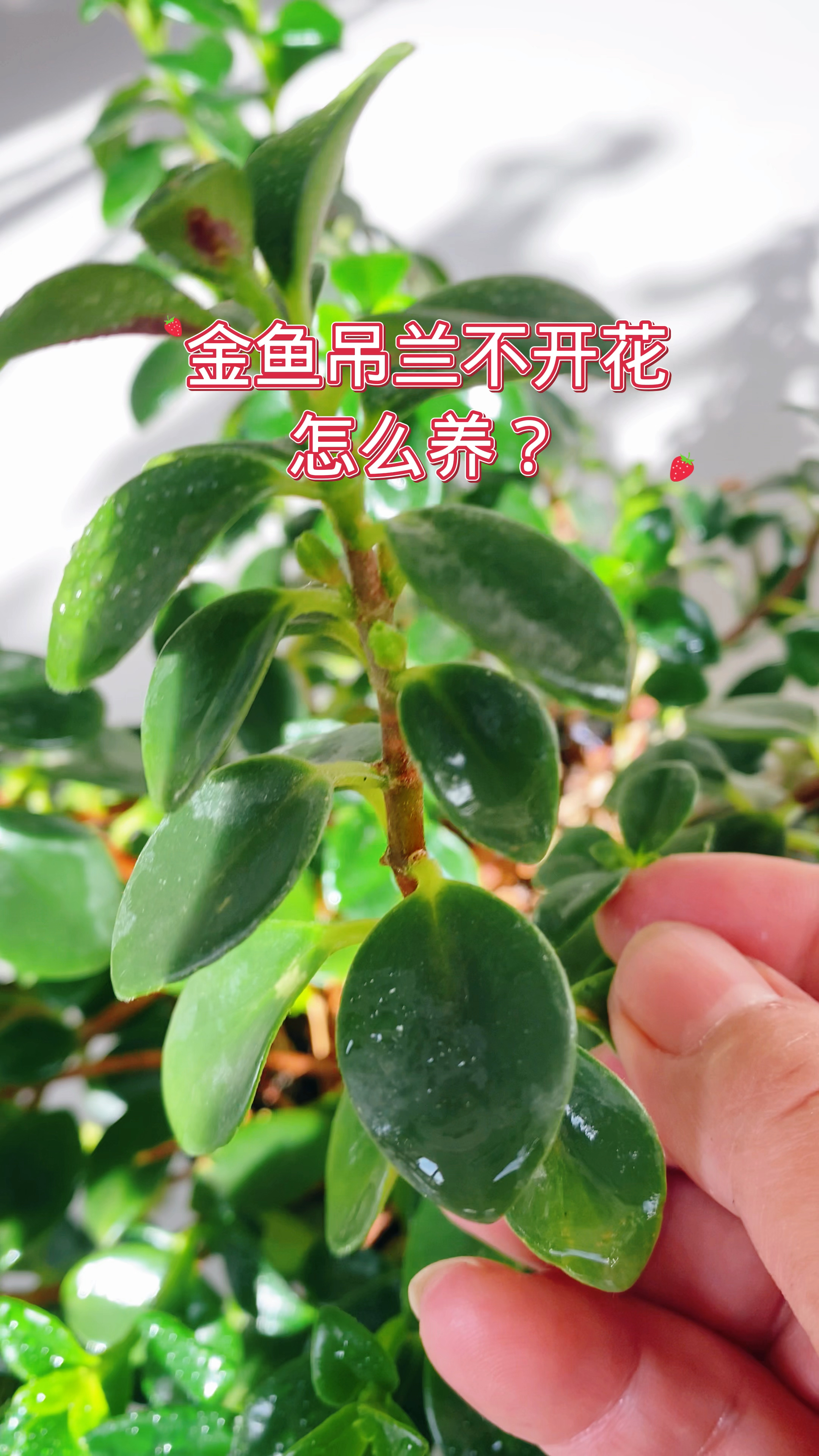 金鱼吊兰不开花,怎么养?