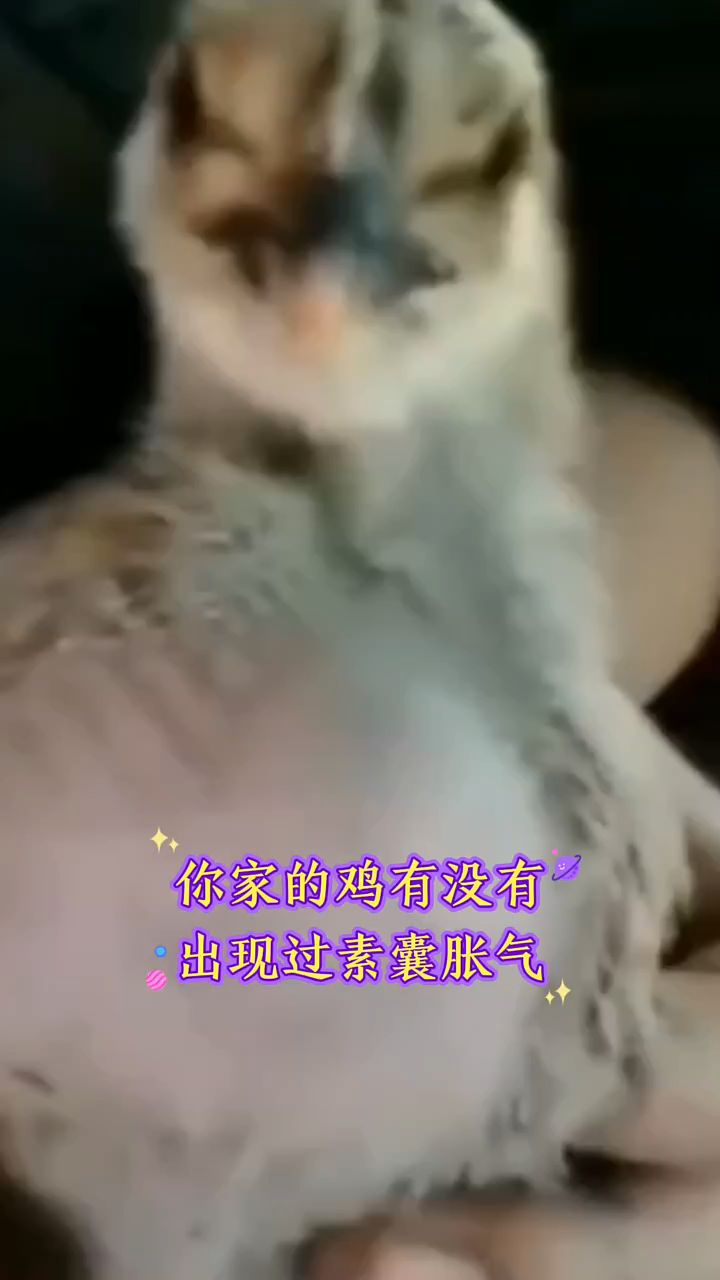 鸡嗉囊炎,教你一招搞定
