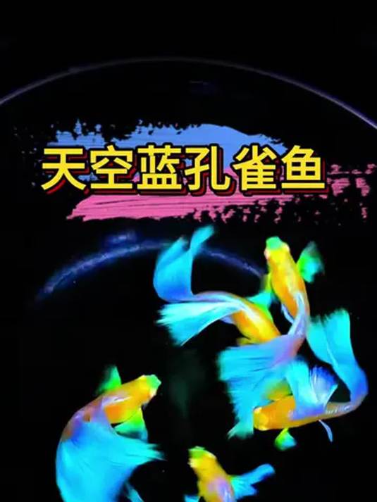 孔雀鱼天空蓝:好养能生颜值高,养鱼人的绝佳选择