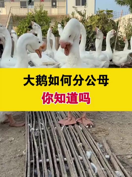养鹅人必看!大鹅咋分公母?分享超实用科学养鹅技术