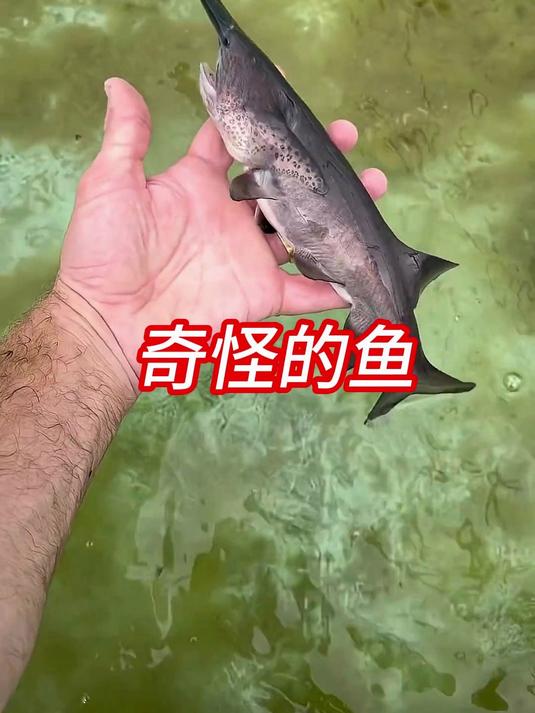 这样形态怪异的鱼，你有见过吗