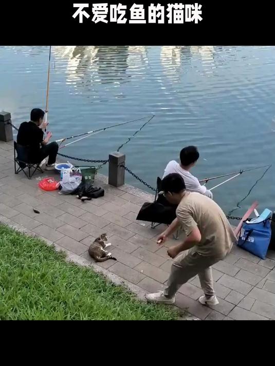 不爱吃鱼的猫咪