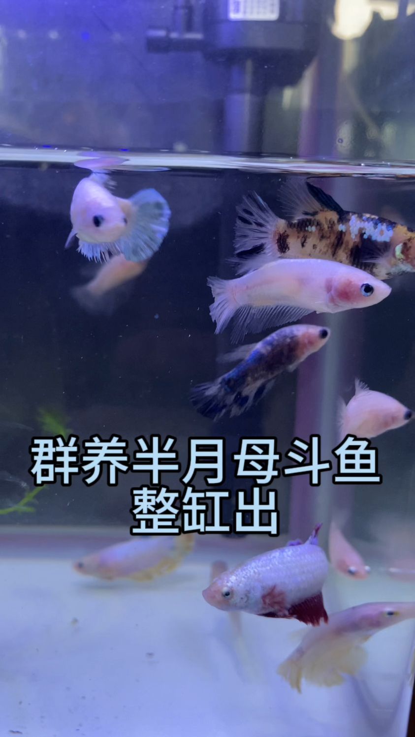 整缸群养的浅色半月母鱼可不可爱你们说的算