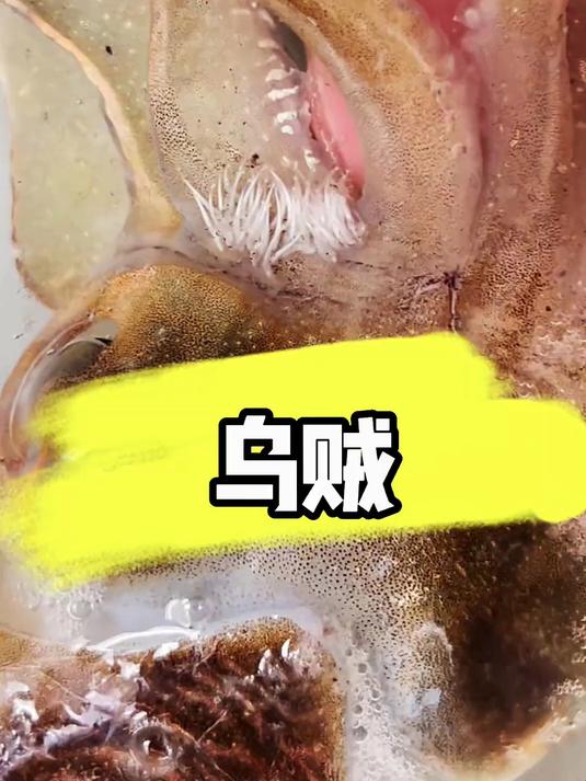 乌贼到了 海洋生物 鲨鱼池