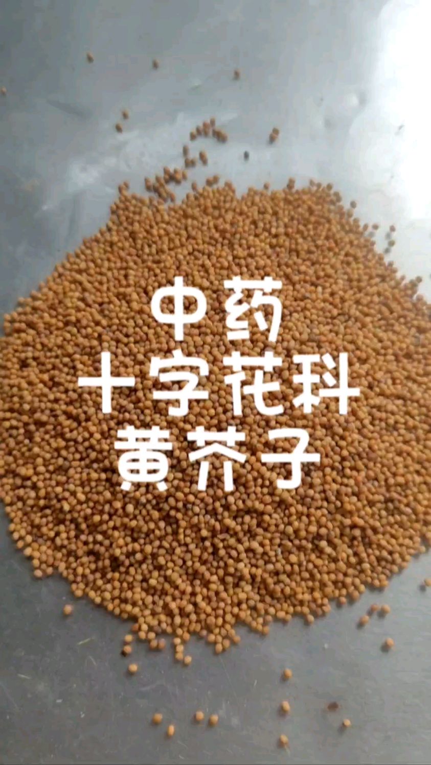 中药十字花科植物黄芥子分享