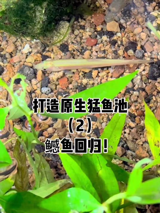 鳡鱼回归,再加什么鱼大家说了算!
