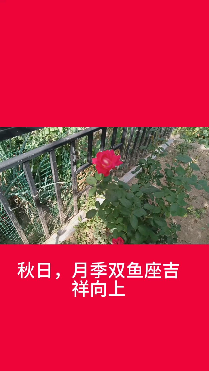 秋日,月季双鱼座吉祥向上