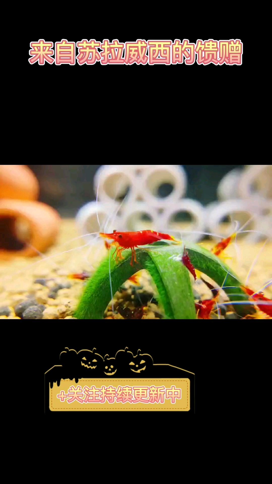 来自苏拉威西湖的小精灵～～白袜虾