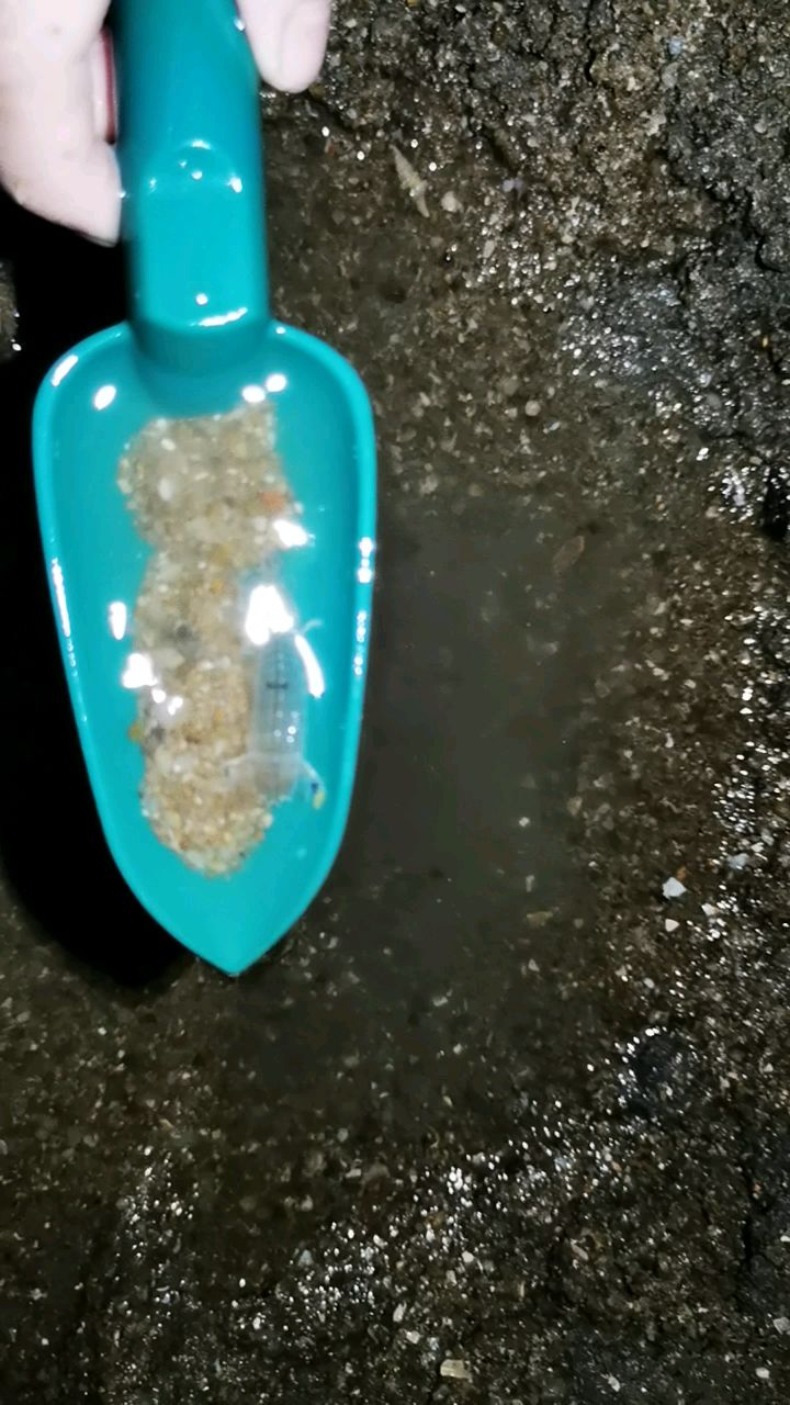 赶海小娃逮到的战斗“小蓝虾”