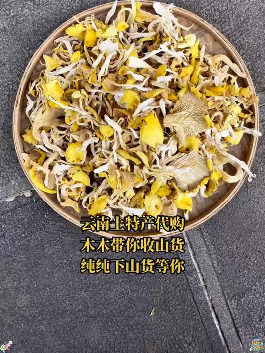野生鸡油菌!菌香浓郁,嫩滑爽口,山珍美味首选