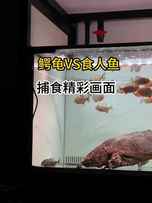 鳄龟VS食人鱼捕食精彩画面