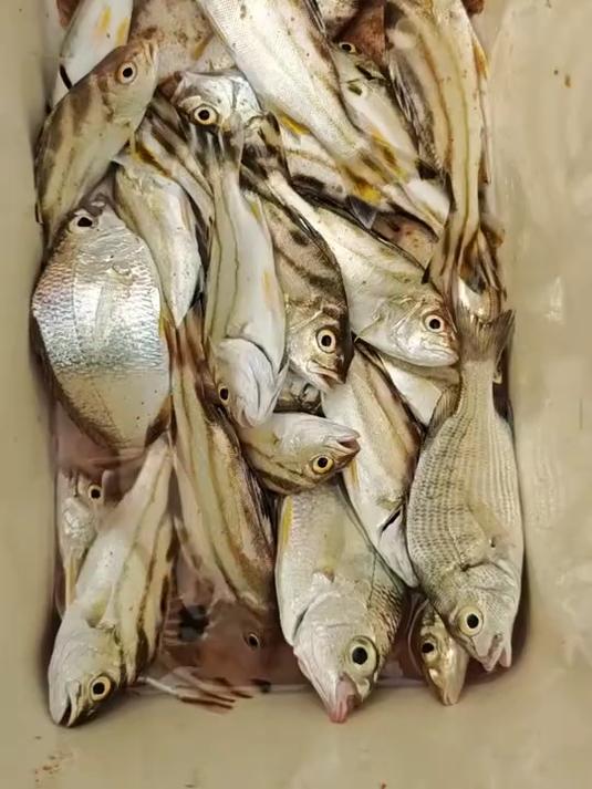 滩钓茂公鱼 沙滩远投,钓鱼佬茂公饿的嗷嗷叫了,你知道了吗?