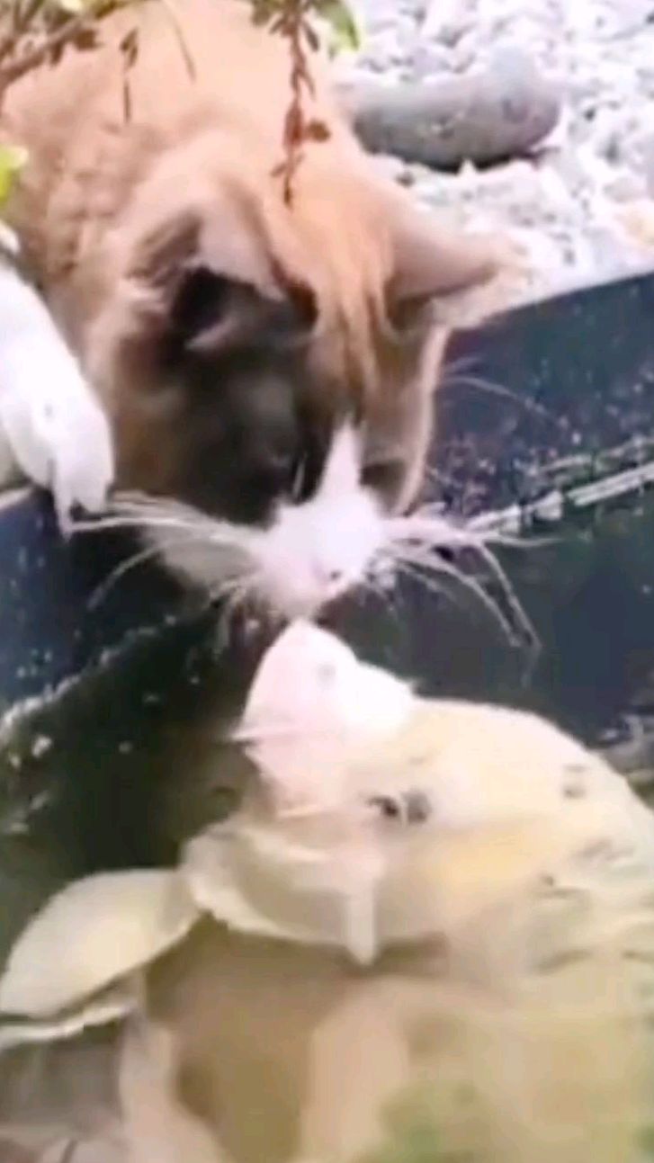 猫和鱼的爱情故事你见过没