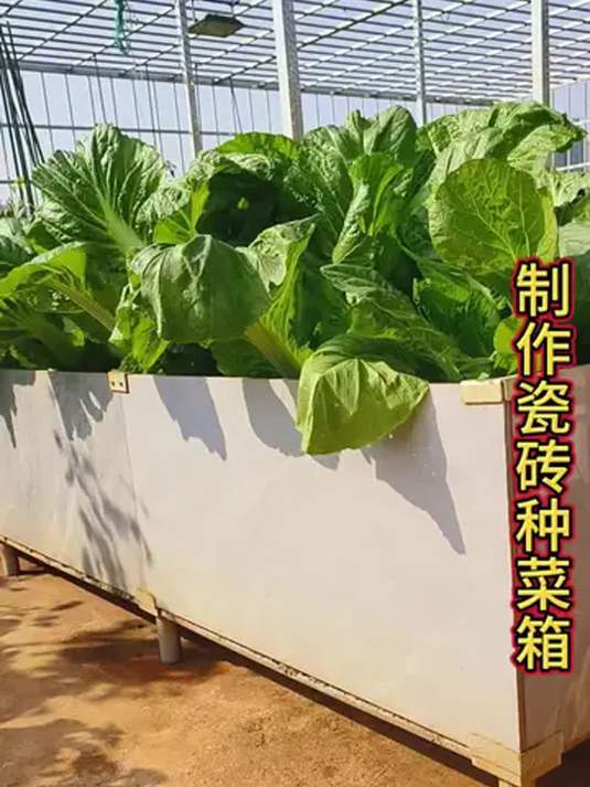 美观实用的瓷砖种菜箱 打造自家绿色菜园