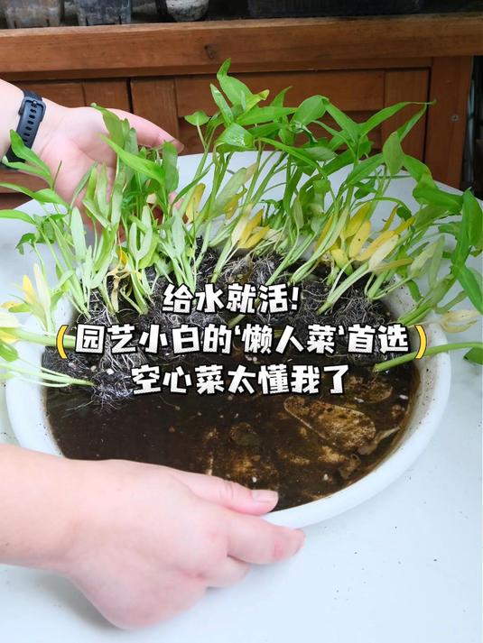 空心菜给水就活！园艺小白的懒人菜首选 #种菜# #种植蔬菜# #阳台种菜# #阳台花园# 