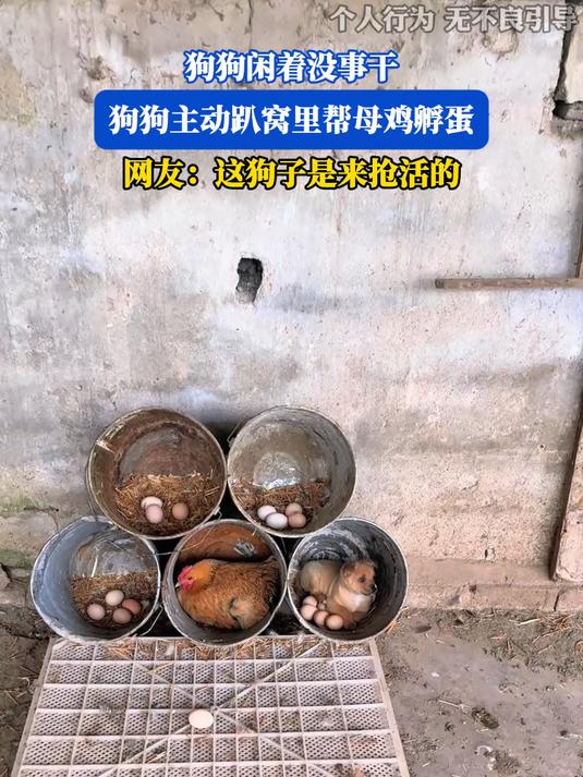 #花满春城我代言#狗狗闲着没事干,狗狗主动趴窝里帮母鸡孵蛋。网友:这狗子是来抢活的