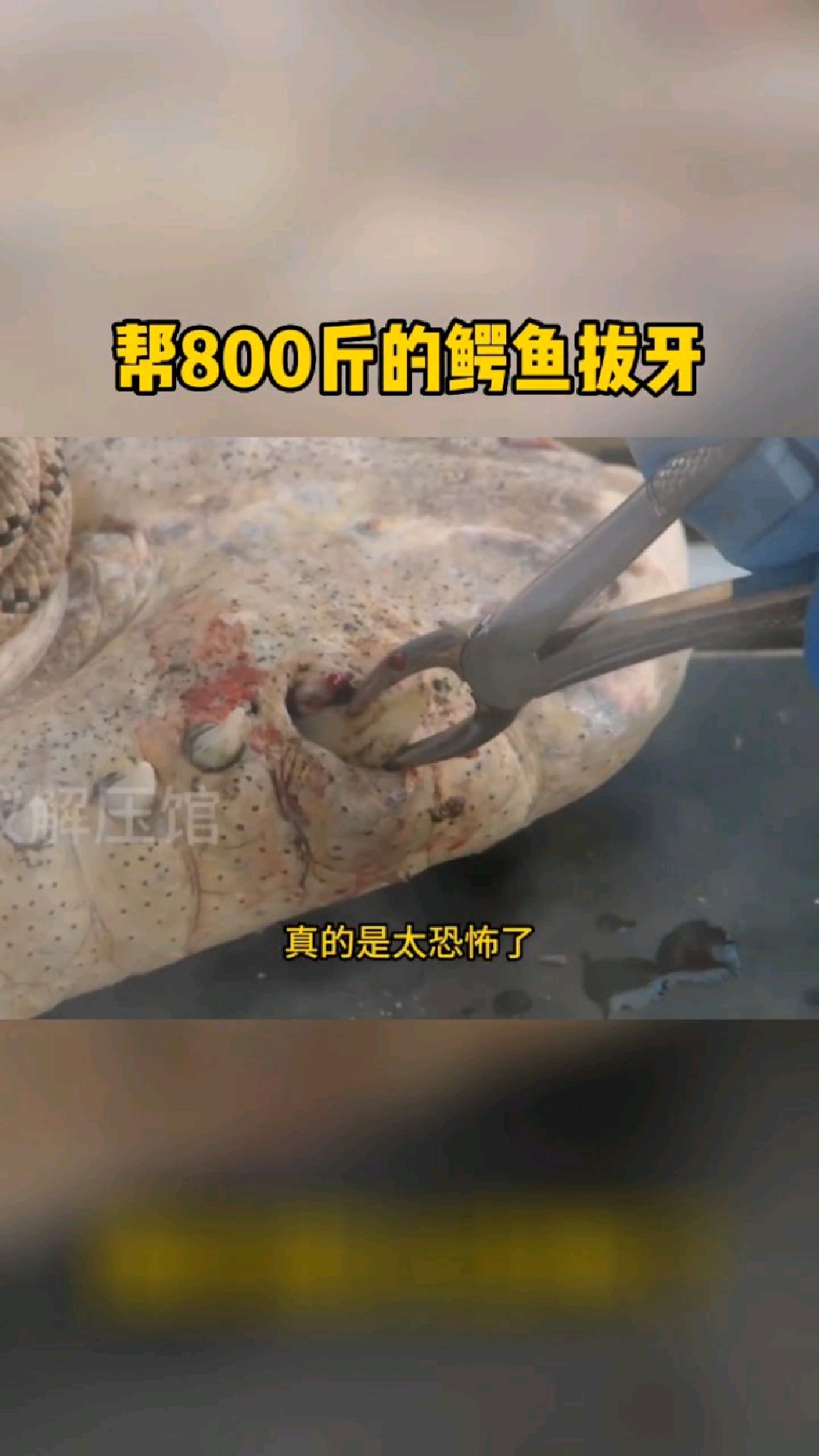 帮800斤的鳄鱼拔牙!