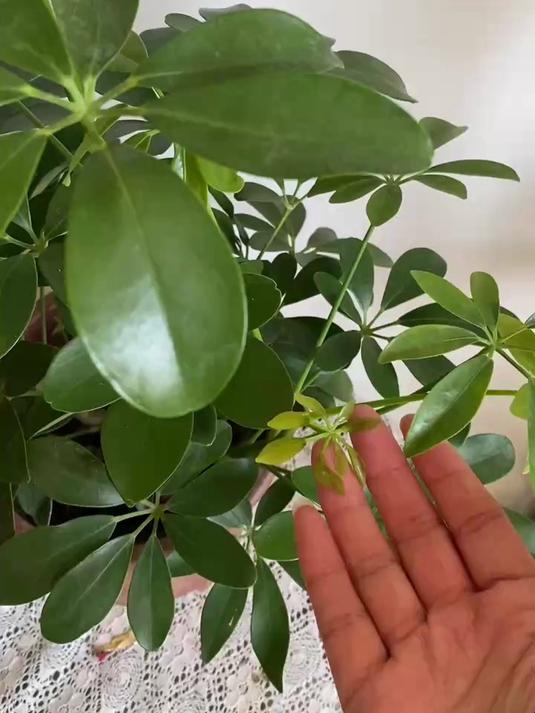 鸭掌木叶片耸拉变软,做好这几点,叶片油绿长得快