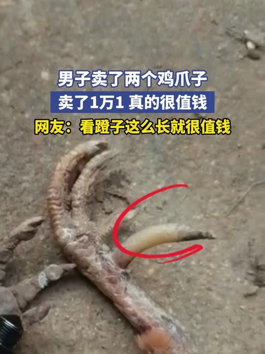 男子卖了两个鸡爪子,卖了1万1,真的很值钱