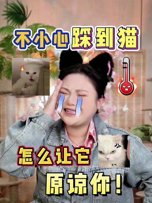 不小心踩到猫,怎么让它原谅你!科学养宠攻略 新手养猫