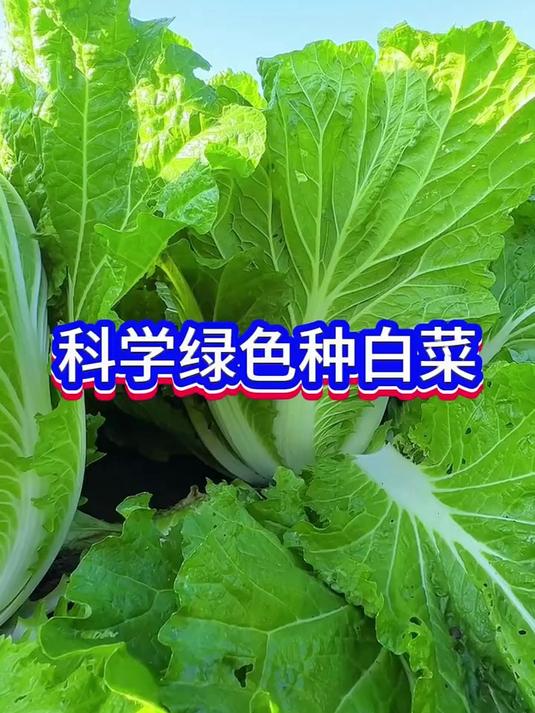 科学绿色种植蔬菜