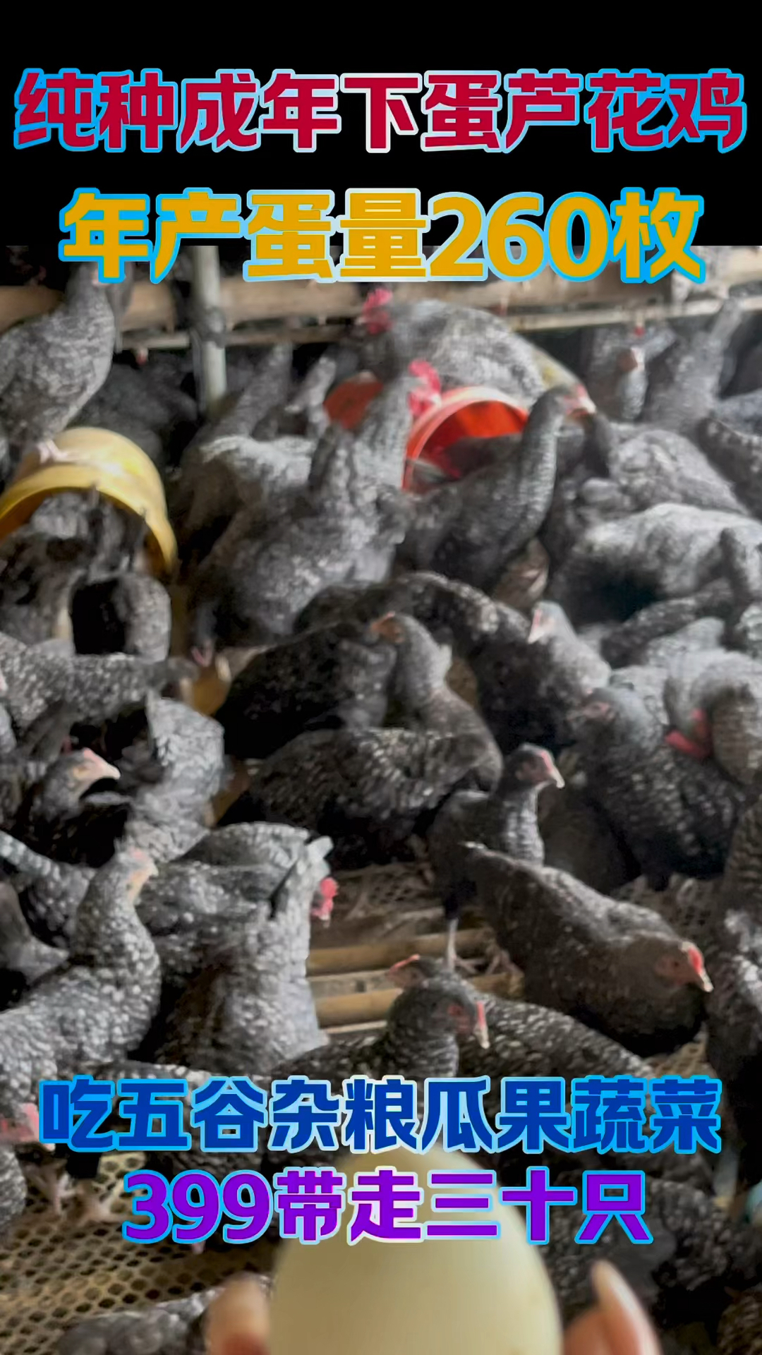 下蛋芦花鸡、青年芦花鸡、芦花鸡苗