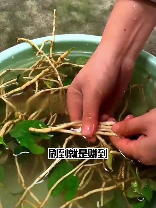 日本鱼腥草茶新手入门,从简单冲泡开始
