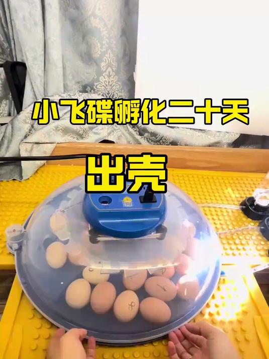 没想到有几只小鸡提前在孵化第二十天就出壳，啄壳后小鸡出的很快